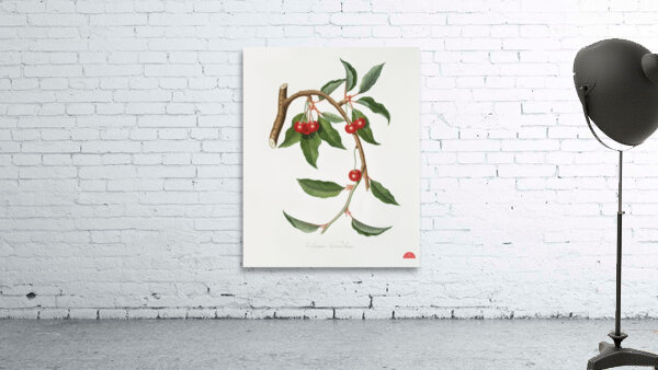 Cherry Ciliegio visciolino from Pomona Italiana 1817 - 1839 by Giorgio Gallesio 1772-1839.  Wall Preview