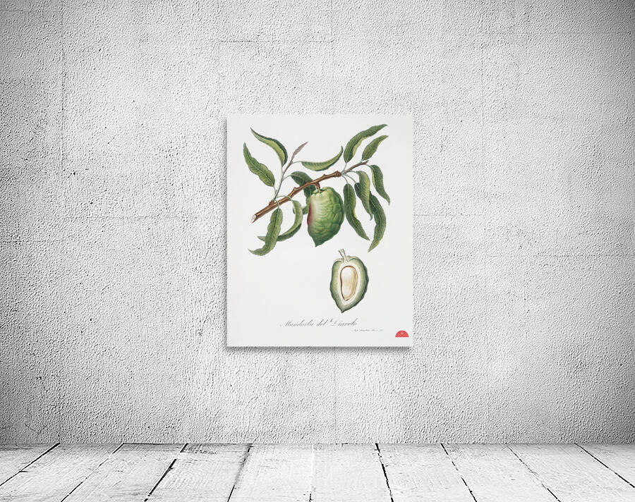 Almond Communis naxea from Pomona Italiana 1817 - 1839 by Giorgio Gallesio 1772-1839.  Wall Preview