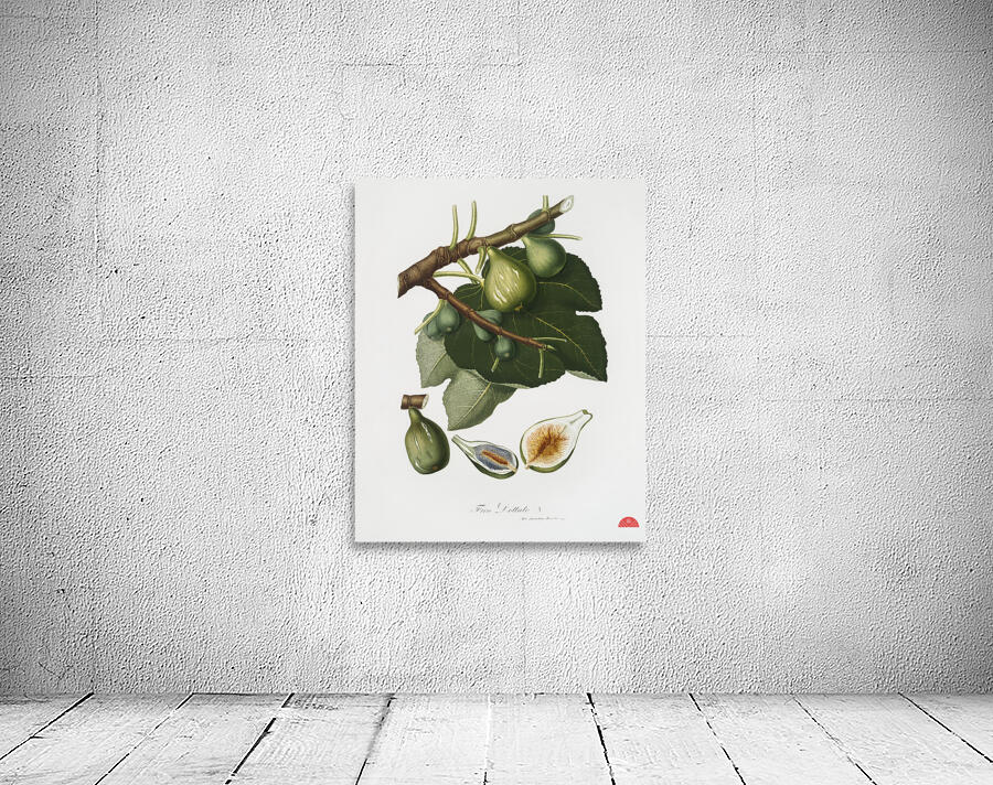 Common Fig Ficus carica sativa from Pomona Italiana 1817 - 1839 by Giorgio Gallesio 1772-1839.  Wall Preview