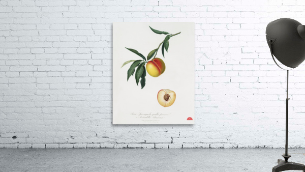 Peach Persica julodermis from Pomona Italiana 1817 - 1839 by Giorgio Gallesio 1772-1839.  Wall Preview