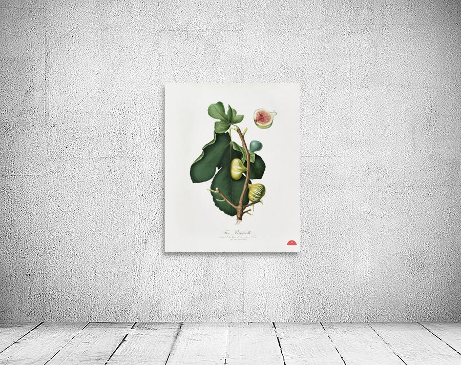 White-peel fig Ficus carica sativa from Pomona Italiana 1817 - 1839 by Giorgio Gallesio 1772-1839.  Wall Preview