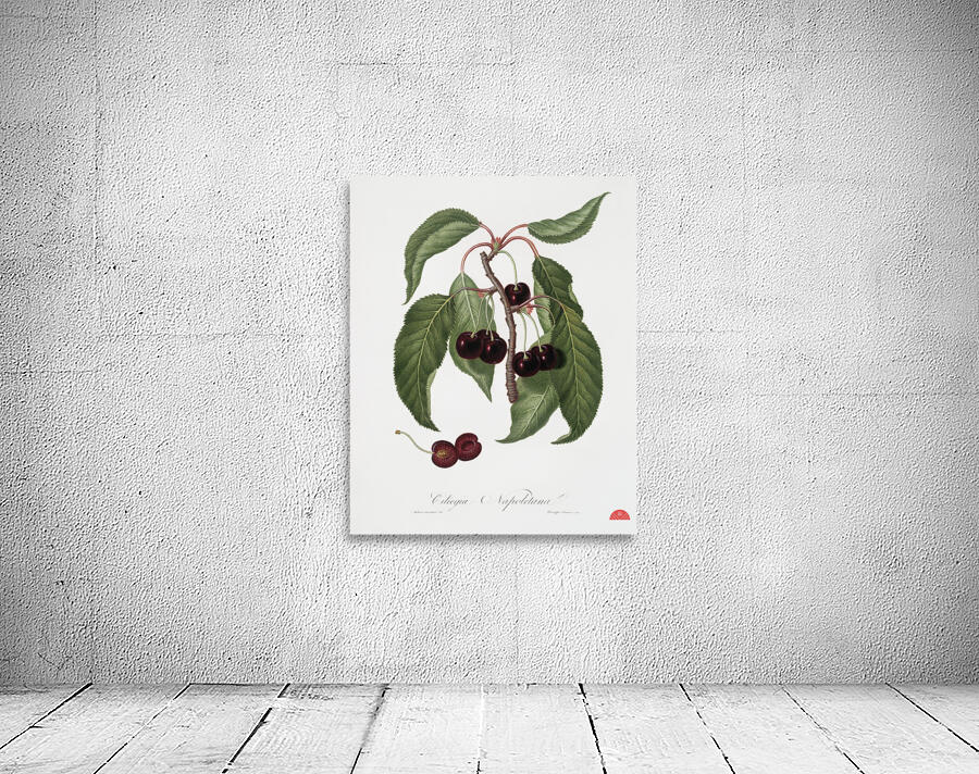 Hard-fleshed Cherry Cerasus Duracina from Pomona Italiana 1817 - 1839 by Giorgio Gallesio 1772-1839.  Wall Preview