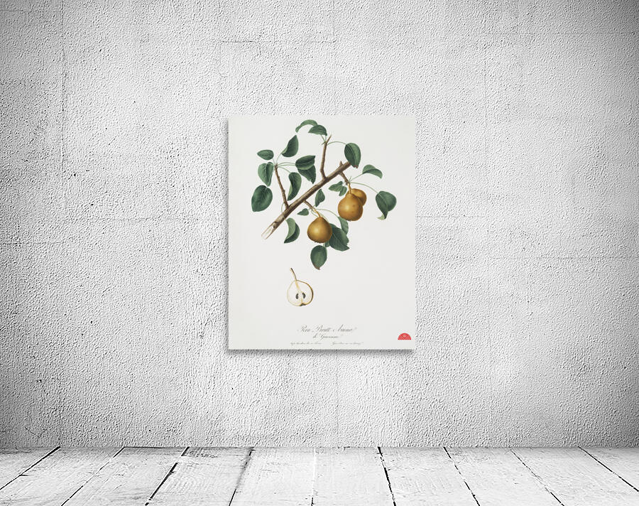 Seckel pear Pyrus × serrulata from Pomona Italiana 1817 - 1839 by Giorgio Gallesio 1772-1839.  Wall Preview