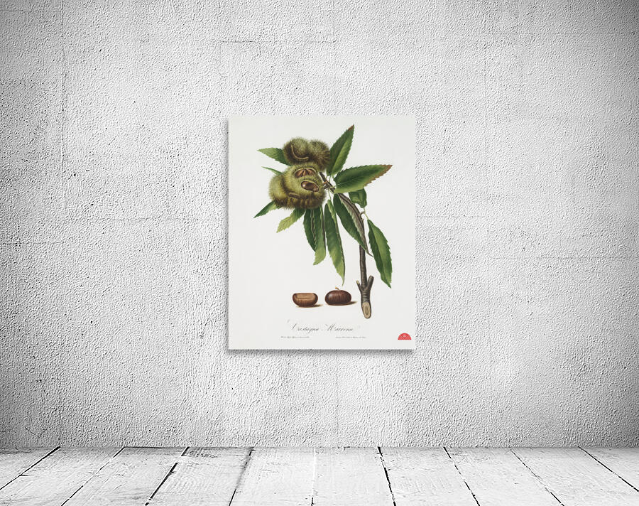 Spanish Chestnut Castanea sativa from Pomona Italiana 1817 - 1839 by Giorgio Gallesio 1772-1839.  Wall Preview