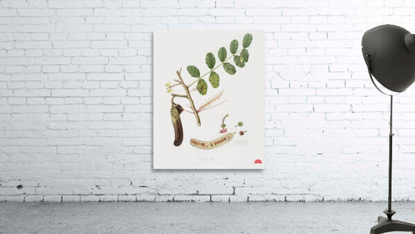 Carob Ceratonia from Pomona Italiana 1817 - 1839 by Giorgio Gallesio 1772-1839.  Wall Preview