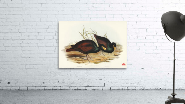 Gnathodon Gnathodon strigirostris illustrated by Elizabeth Gould 1804–1841 for John Gould’s 1804-1881 Birds of Australia  Wall Preview