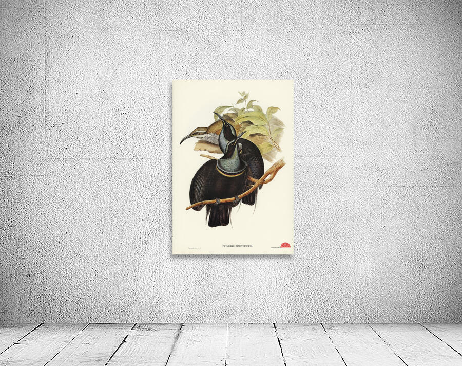 Magnificent Rifle-bird Ptiloris magnifica illustrated by Elizabeth Gould 1804–1841 for John Gould’s 1804-1881 Birds of Australia  Wall Preview