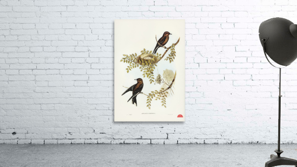 Wood Swallow Artamus sordid illustrated by Elizabeth Gould 1804–1841 for John Gould’s 1804-1881 Birds of Australia  Wall Preview