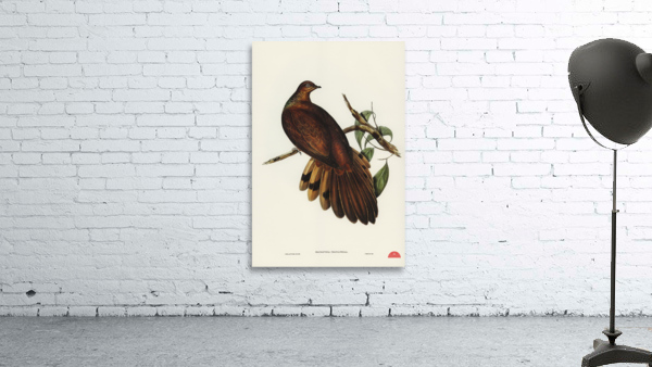 Pheasant-tailed Pigeon Macropygia Phasianella illustrated by Elizabeth Gould 1804–1841 for John Gould’s 1804-1881 Birds of Australia  Wall Preview