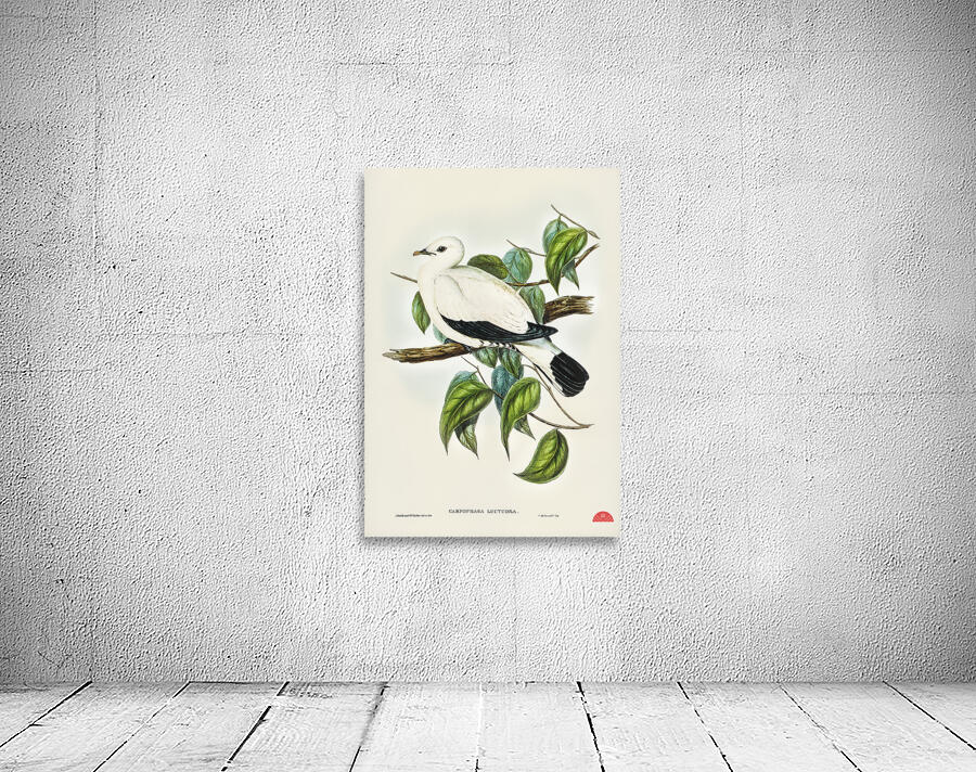 Torres Strait Fruit Pigeon Carpophaga luctuosa illustrated by Elizabeth Gould 1804–1841 for John Gould’s 1804-1881 Birds of Australia  Wall Preview