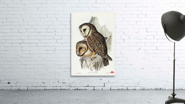 Chestnut-faced Owl Strix castanops illustrated by Elizabeth Gould 1804–1841 for John Gould’s 1804-1881 Birds of Australia  Wall Preview