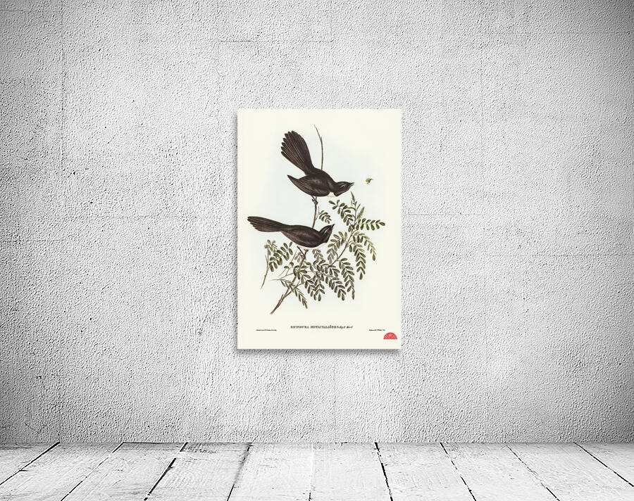 Black Fantailed Flycatcher Rhipidura Motacilloides illustrated by Elizabeth Gould 1804–1841 for John Gould’s 1804-1881 Birds of Australia  Wall Preview