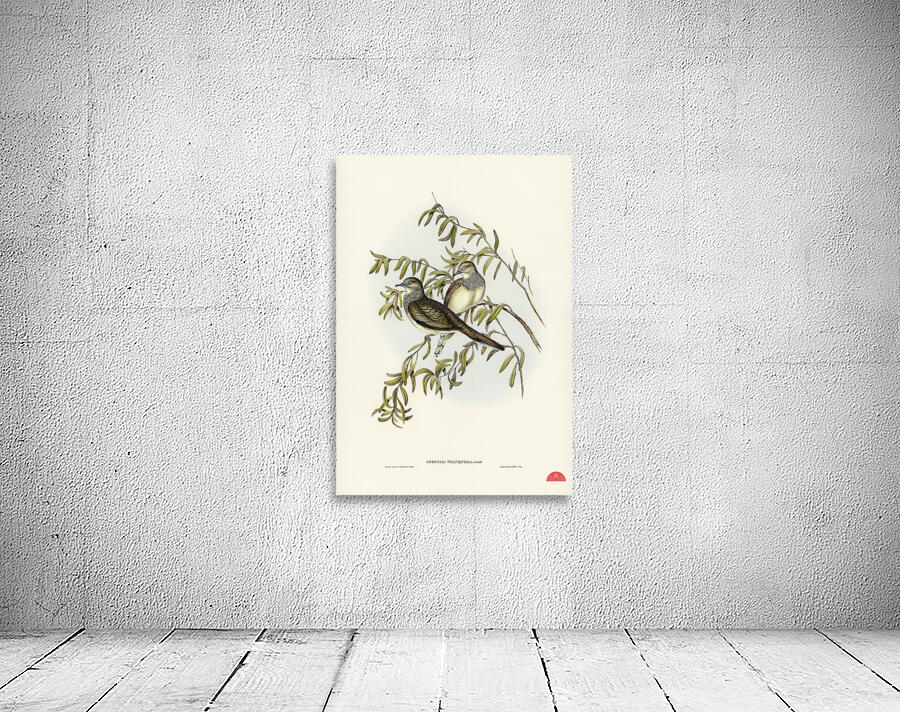 Peaceful Ground Dove Geopelia tranquilla illustrated by Elizabeth Gould 1804–1841 for John Gould’s 1804-1881 Birds of Australia  Wall Preview