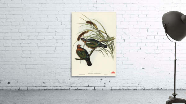 Swainson’s Graucalus Graucalus Swainsonii illustrated by Elizabeth Gould 1804–1841 for John Gould’s 1804-1881 Birds of Australia  Wall Preview