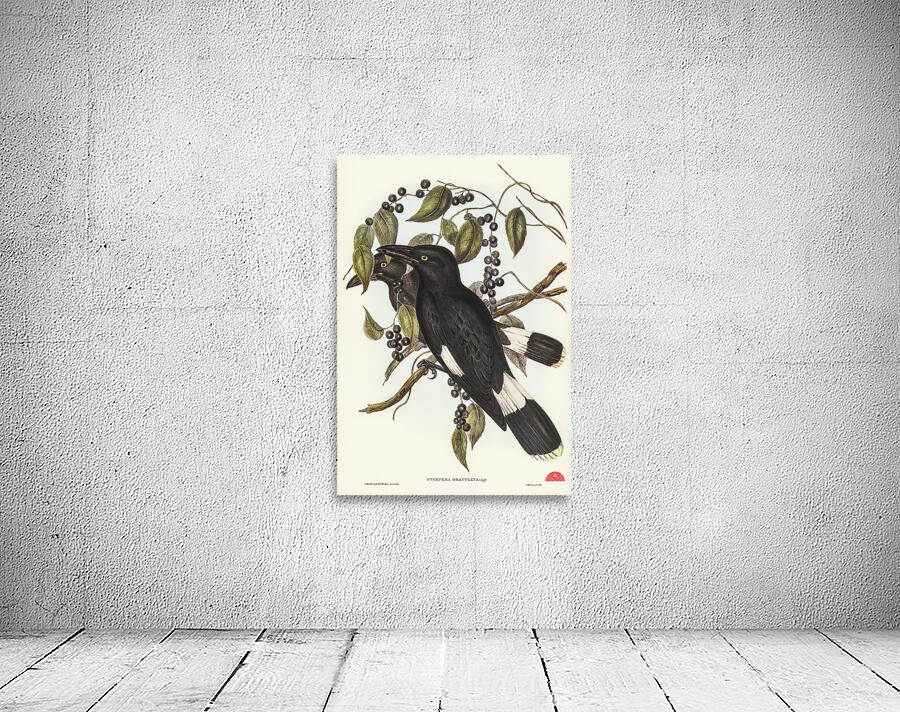 Great Crow-Shrike Strepera graculina illustrated by Elizabeth Gould 1804–1841 for John Gould’s 1804-1881 Birds of Australia  Wall Preview