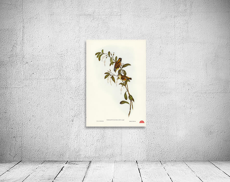 Red-lored Pardalote Pardalotus rubricatus illustrated by Elizabeth Gould 1804–1841 for John Gould’s 1804-1881 Birds of Australia  Wall Preview