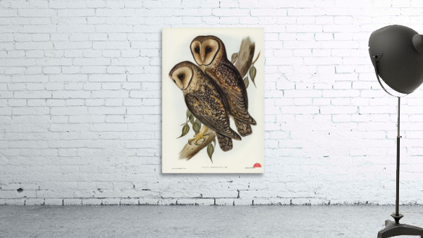 Masked Barn Owl Strix Personata Vig illustrated by Elizabeth Gould 1804–1841 for John Gould’s 1804-1881 Birds of Australia  Wall Preview