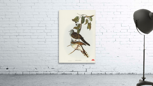 Barred-shouldered Ground Dove Geopelia humeralis illustrated by Elizabeth Gould 1804–1841 for John Gould’s 1804-1881 Birds of Australia  Wall Preview