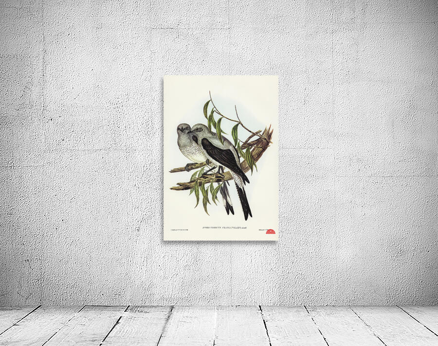 Ground Graucalus Pteropodocys Phasianella illustrated by Elizabeth Gould 1804–1841 for John Gould’s 1804-1881 Birds of Australia  Wall Preview