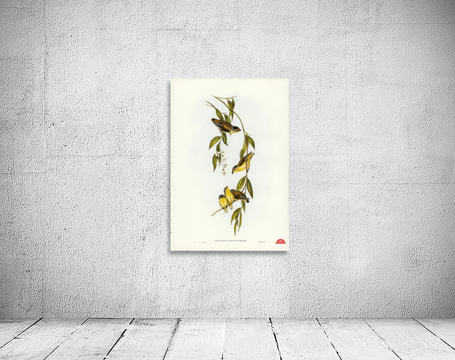 Striated Pardalote Pardalotus striatus illustrated by Elizabeth Gould 1804–1841 for John Gould’s 1804-1881 Birds of Australia  Wall Preview