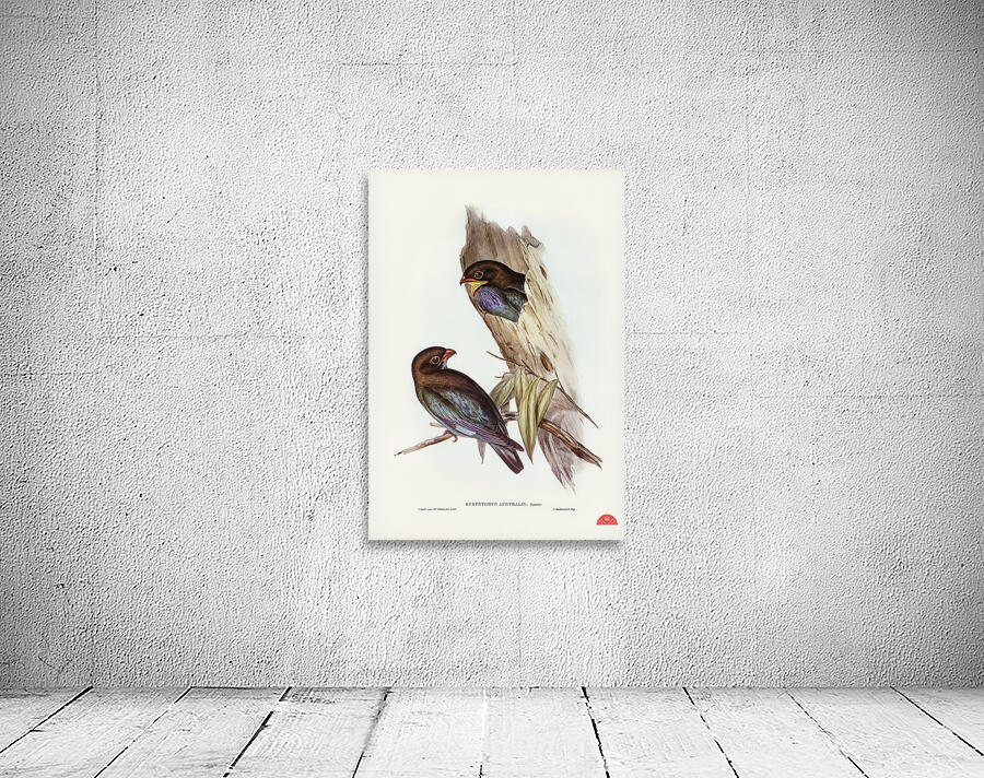 Australian Roller Eurystomus Australis illustrated by Elizabeth Gould 1804–1841 for John Gould’s 1804-1881 Birds of Australia  Wall Preview