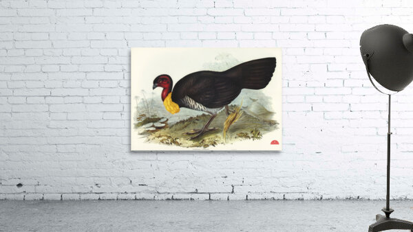 Brush turkey Talegalla Lathamii illustrated by Elizabeth Gould 1804–1841 for John Gould’s 1804-1881 Birds of Australia  Wall Preview