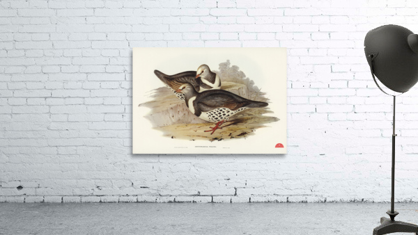 Wonga-wonga Pigeon Leucosarcia picata illustrated by Elizabeth Gould 1804–1841 for John Gould’s 1804-1881 Birds of Australia  Wall Preview