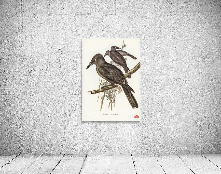 Grey Crow-Shrike Strepera Anaphonensis illustrated by Elizabeth Gould 1804–1841 for John Gould’s 1804-1881 Birds of Australia  Wall Preview
