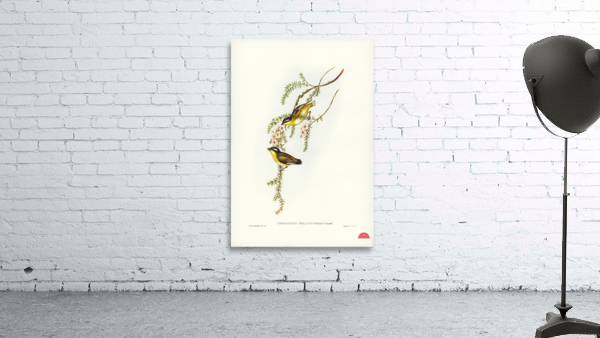 Black-headed Pardalote Pardalotus melanocephalus illustrated by Elizabeth Gould 1804–1841 for John Gould’s 1804-1881 Birds of Australia  Wall Preview