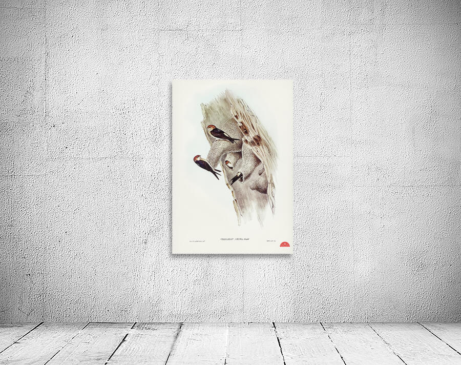 Fairy Martin Collocalia Ariel illustrated by Elizabeth Gould 1804–1841 for John Gould’s 1804-1881 Birds of Australia  Wall Preview