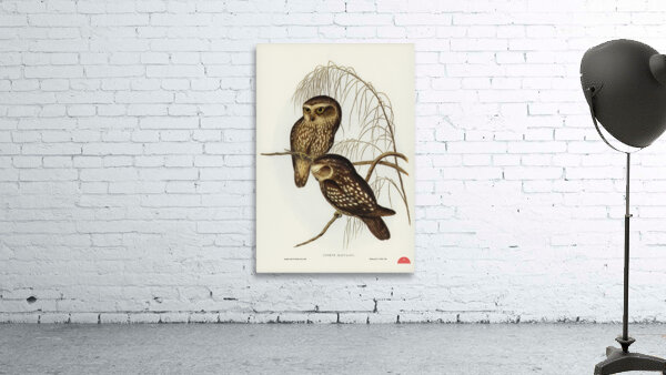 Spotted Owl Athene maculate illustrated by Elizabeth Gould 1804–1841 for John Gould’s 1804-1881 Birds of Australia  Wall Preview