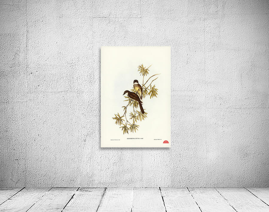 Northern Fantail Rhipidura isura illustrated by Elizabeth Gould 1804–1841 for John Gould’s 1804-1881 Birds of Australia  Wall Preview