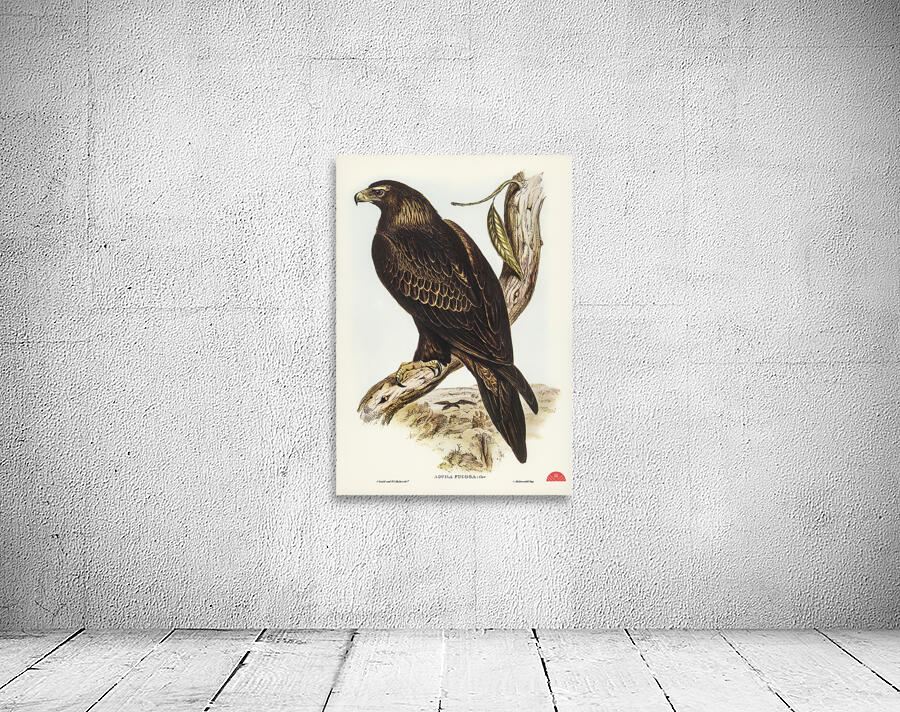 Wedge-tailed Eagle Aquila focosa illustrated by Elizabeth Gould 1804–1841 for John Gould’s 1804-1881 Birds of Australia  Wall Preview