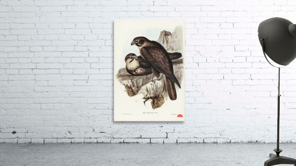 Brown Hawk Ieracidea Berigora illustrated by Elizabeth Gould 1804–1841 for John Gould’s 1804-1881 Birds of Australia  Wall Preview