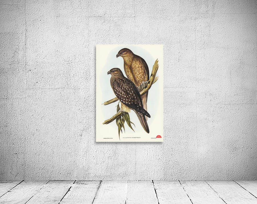 Whistling eagle illustrated by Elizabeth Gould 1804–1841 for John Gould’s 1804-1881 Birds of Australia  Wall Preview