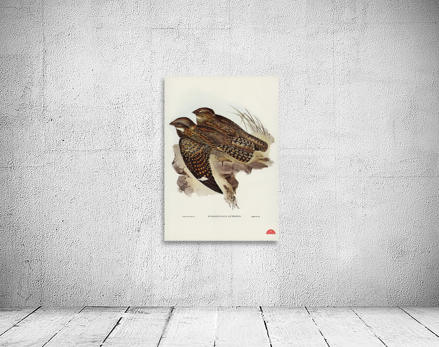 Spotted Goat-sucker Eurostopodus guttatus illustrated by Elizabeth Gould 1804–1841 for John Gould’s 1804-1881 Birds of Australia  Wall Preview