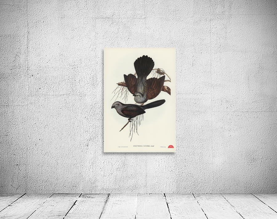 Grey Struthidea Struthidea cinerea illustrated by Elizabeth Gould 1804–1841 for John Gould’s 1804-1881 Birds of Australia  Wall Preview