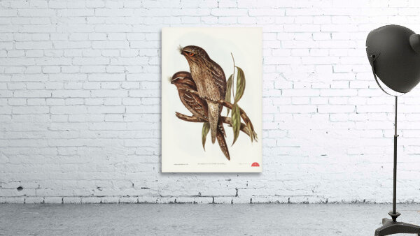 Black-Breasted Buzzard Buteo melanosternon illustrated by Elizabeth Gould 1804–1841 for John Gould’s 1804-1881 Birds of Australia  Wall Preview