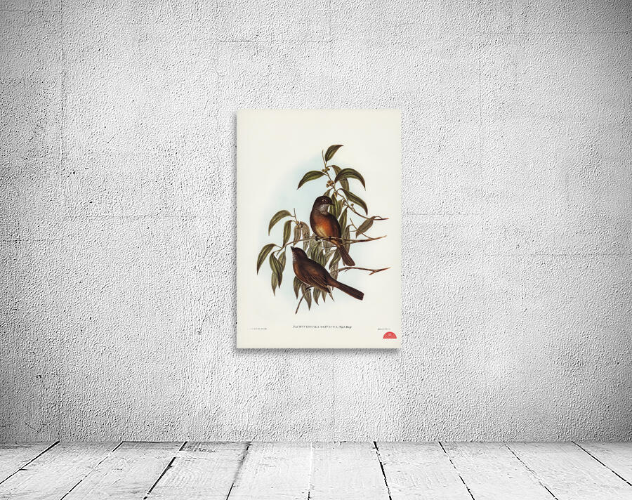 Olivaceous Pachycephala Pachycephala olivacea Vig&Horsf illustrated by Elizabeth Gould 1804–1841 for John Gould’s 1804-1881 Birds of Australia  Wall Preview