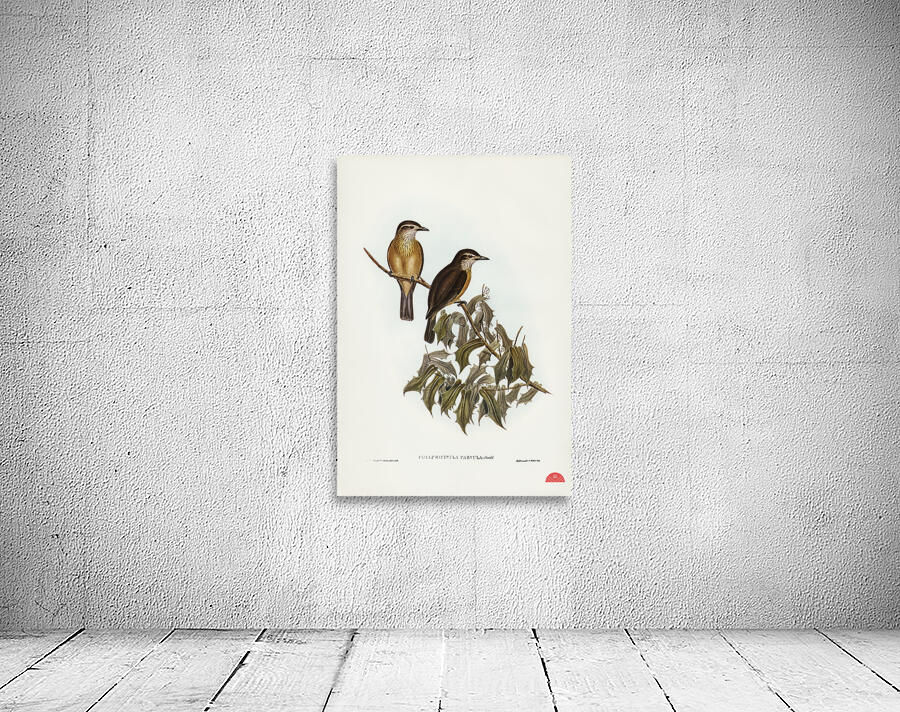 Little Colluricincla Colluricincla parvula illustrated by Elizabeth Gould 1804–1841 for John Gould’s 1804-1881 Birds of Australia  Wall Preview