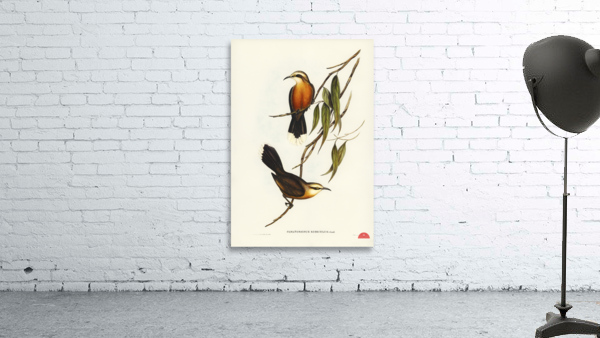 Red-breasted Pomatorhinus Pomatorhinus rubeculus illustrated by Elizabeth Gould 1804–1841 for John Gould’s 1804-1881 Birds of Australia  Wall Preview