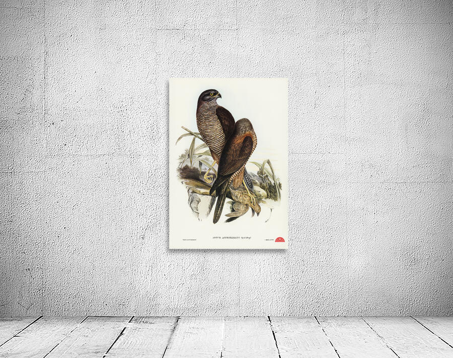 Australian Goshawk Astur approximans illustrated by Elizabeth Gould 1804–1841 for John Gould’s 1804-1881 Birds of Australia  Wall Preview