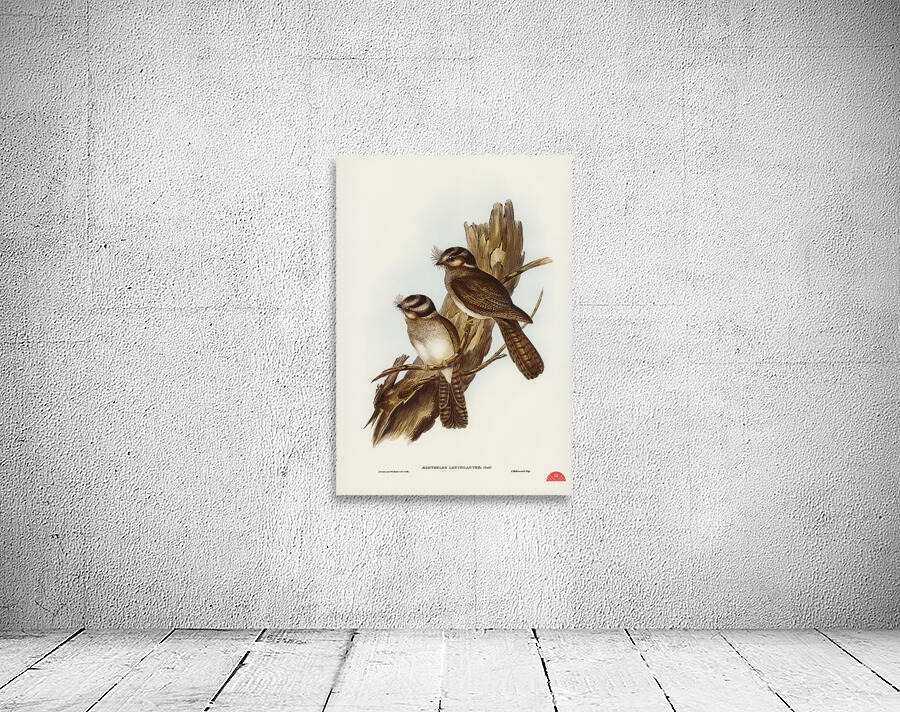 White-bellied Owlet Nightjar Aegotheles leucogaster Gould illustrated by Elizabeth Gould 1804–1841 for John Gould’s 1804-1881 Birds of Australia  Wall Preview