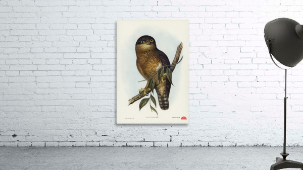 Rufous Owl Athene rufa illustrated by Elizabeth Gould 1804–1841 for John Gould’s 1804-1881 Birds of Australia  Wall Preview