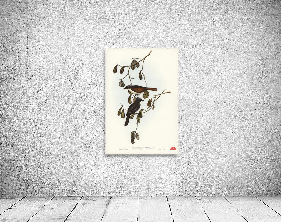 Grey-tailed Pachycephala Pachycephala glaucura illustrated by Elizabeth Gould 1804–1841 for John Gould’s 1804-1881 Birds of Australia  Wall Preview