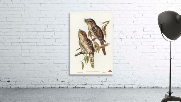 Podargus Phalaenoides and Moth-plumaged Podargus Gould Iillustrated by Elizabeth Gould 1804–1841 for John Gould’s 1804-1881 Birds of Australia  Wall Preview