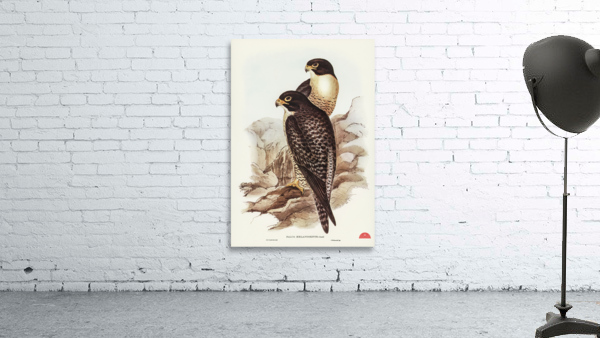 Black-cheeked Falcon Falco melanogenys illustrated by Elizabeth Gould 1804–1841 for John Gould’s 1804-1881 Birds of Australia  Wall Preview