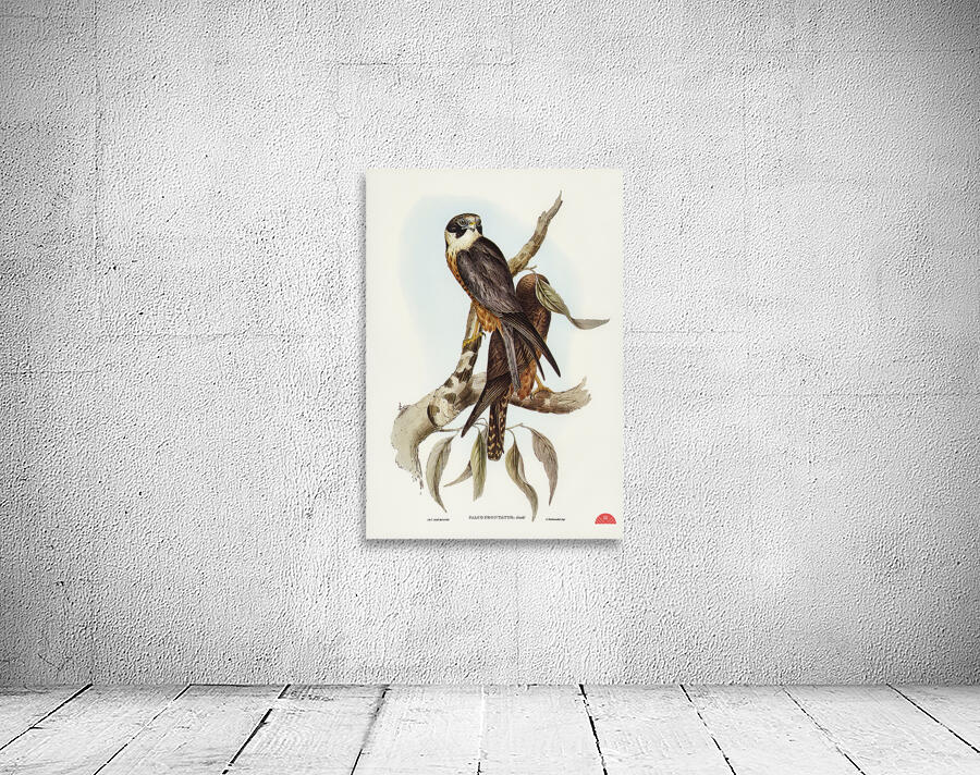 Falcon illustrated by Elizabeth Gould 1804–1841 for John Gould’s 1804-1881 Birds of Australia  Wall Preview