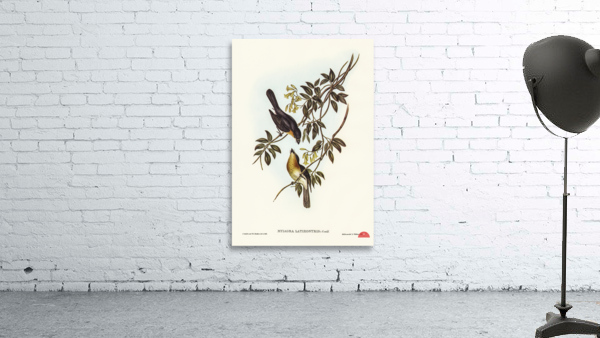 Broad-billed Flycatcher Myiagra latirostris illustrated by Elizabeth Gould 1804–1841 for John Gould’s 1804-1881 Birds of Australia  Wall Preview