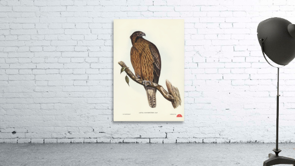 Little Australian Eagle Aquila Morphnoides illustrated by Elizabeth Gould 1804–1841 for John Gould’s 1804-1881 Birds of Australia  Wall Preview